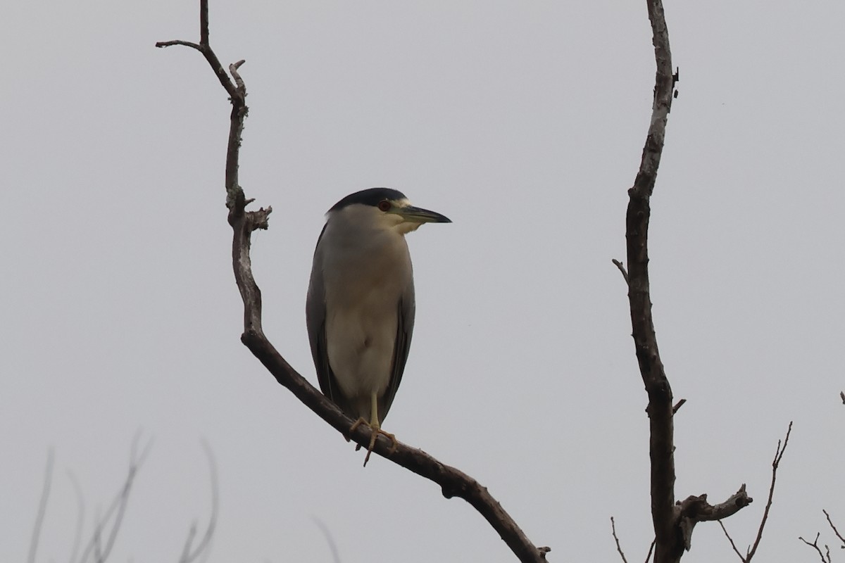 Black-crowned Night Heron - ML646862812