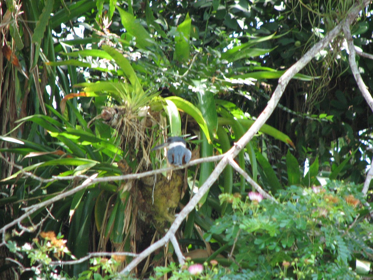 Ringed Kingfisher - ML646862813