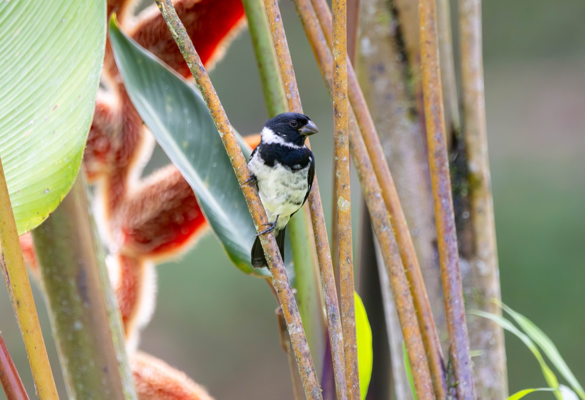 Variable Seedeater - ML646862814