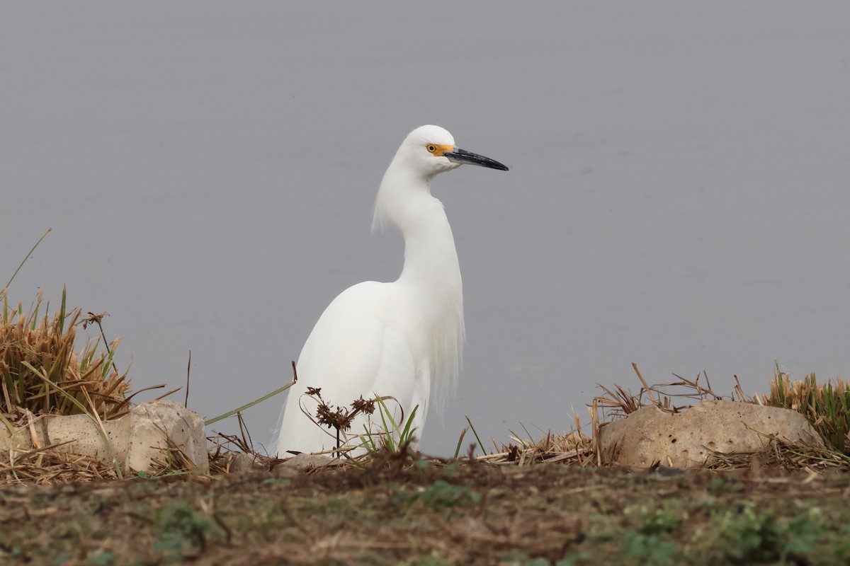 Snowy Egret - ML646862817