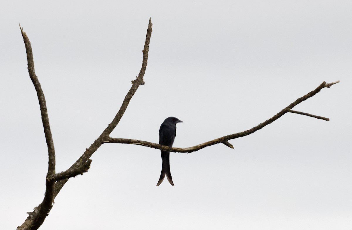 ハイイロオウチュウ - ML646862818