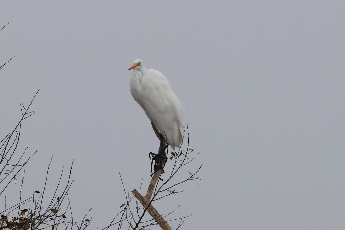 Great Egret - ML646862819