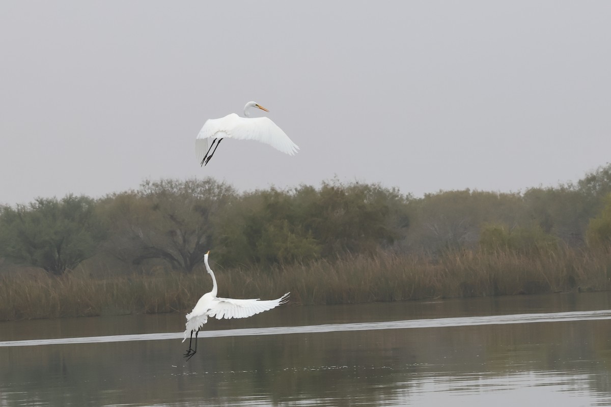 Great Egret - ML646862822