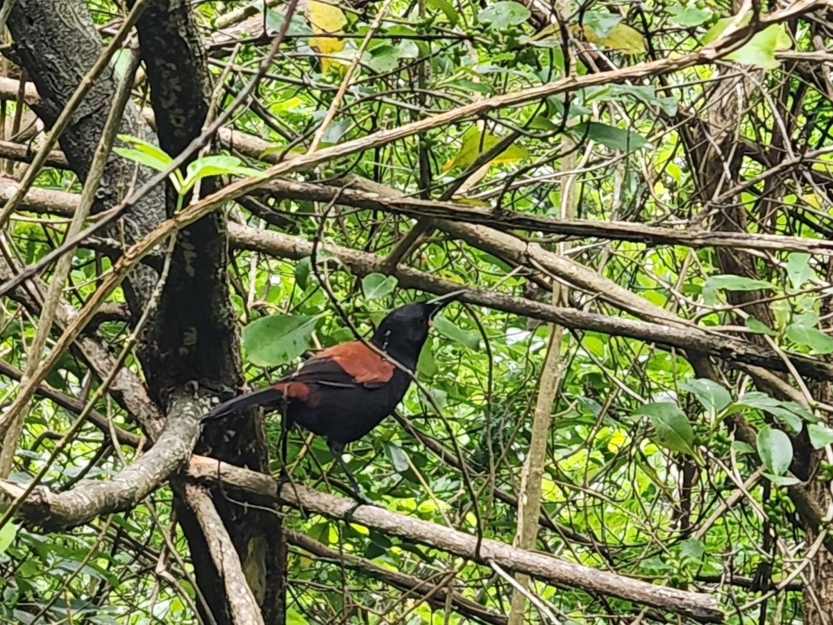 North Island Saddleback - ML646862823