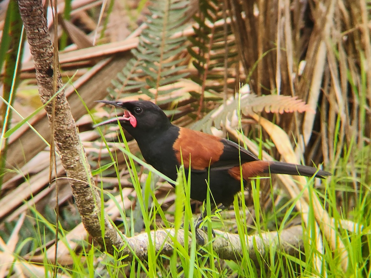 North Island Saddleback - ML646862824