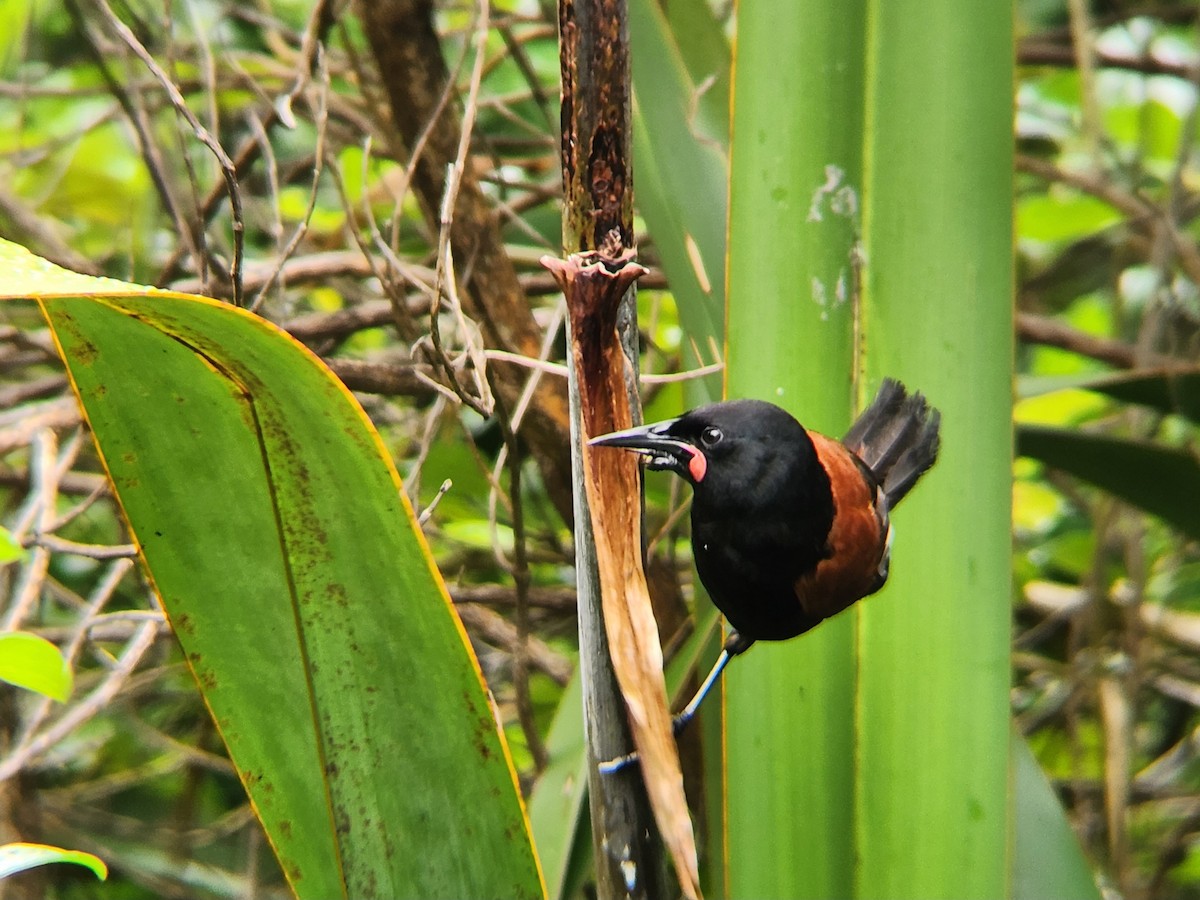 North Island Saddleback - ML646862825