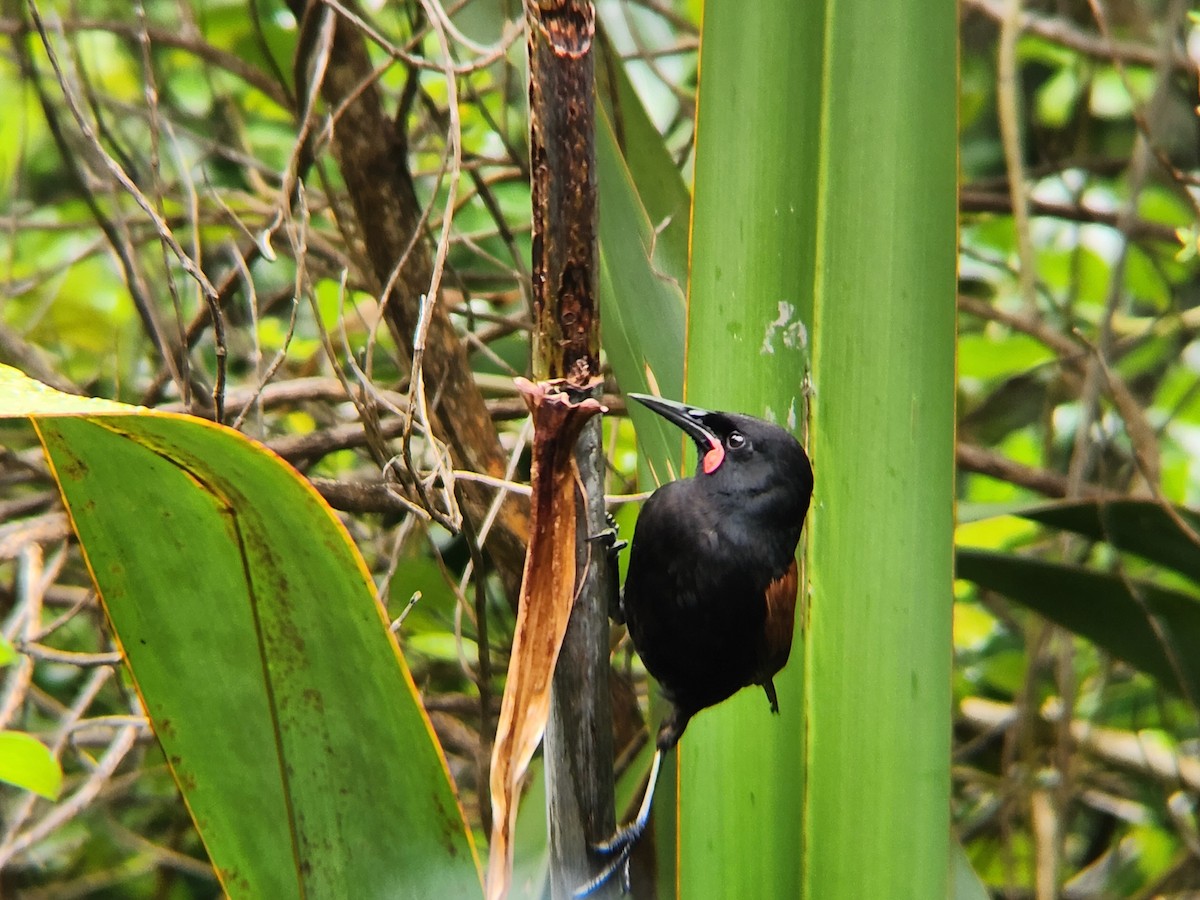 North Island Saddleback - ML646862826
