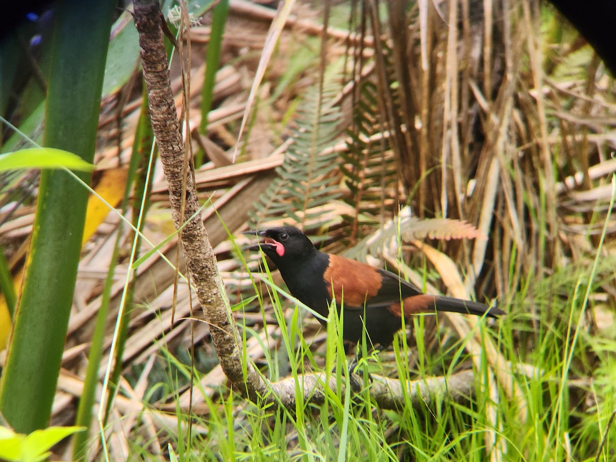 North Island Saddleback - ML646862827