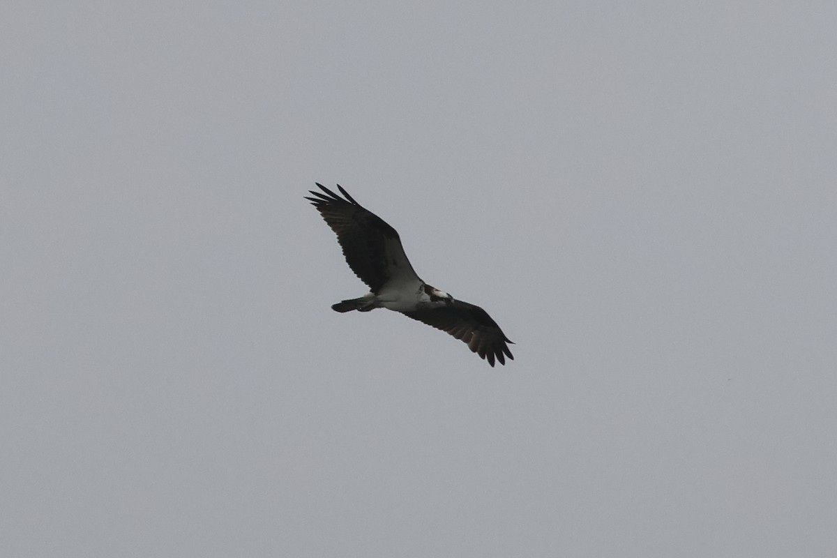 Osprey - ML646862829