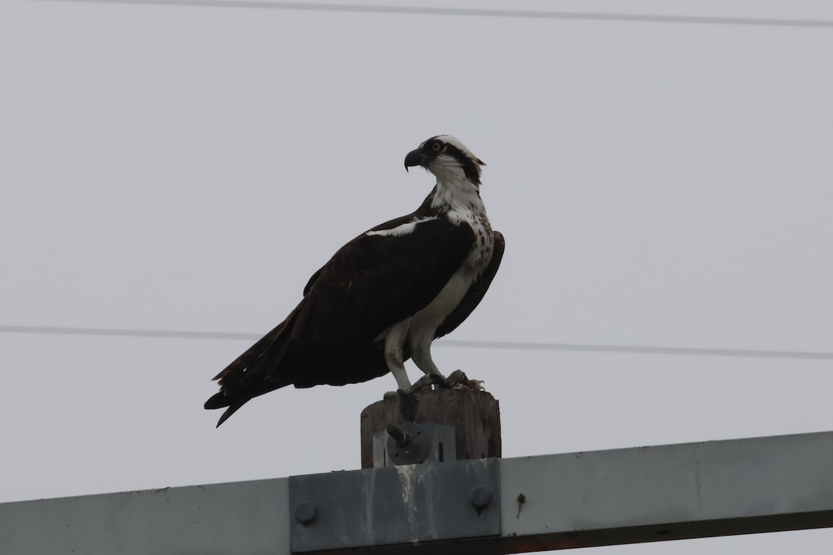 Osprey - ML646862830