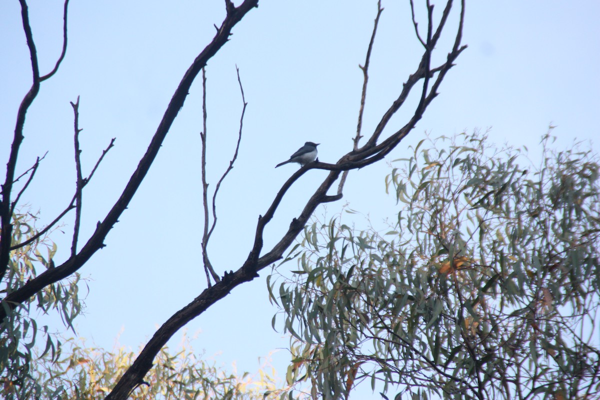Leaden Flycatcher - ML646862831