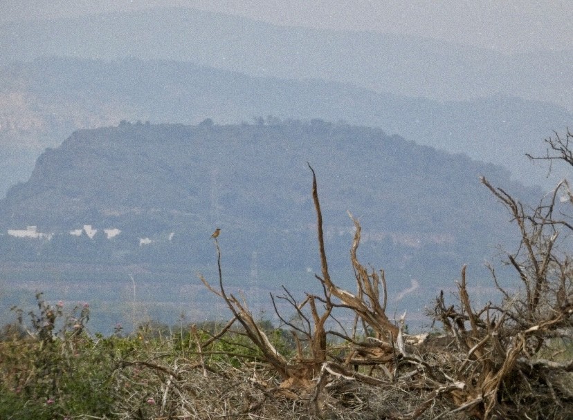 European Stonechat - ML646862836
