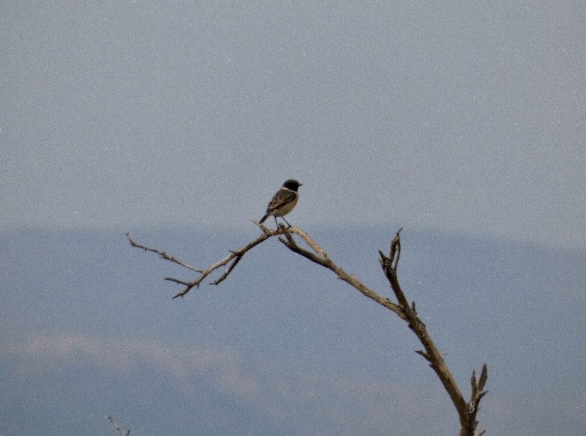 European Stonechat - ML646862837