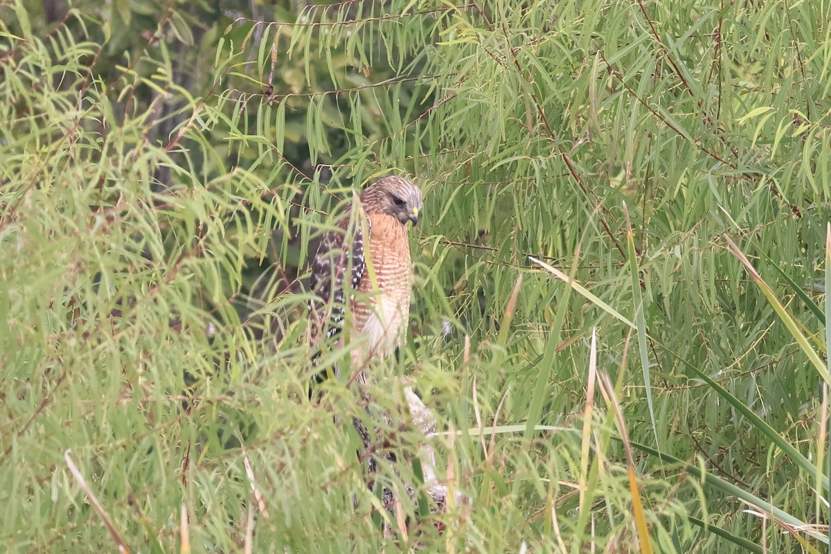Red-shouldered Hawk - ML646862842