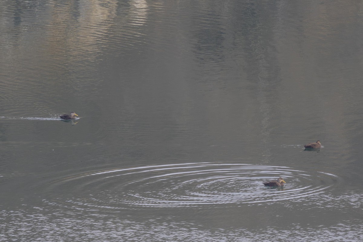 Ánade Sombrío - ML646862845