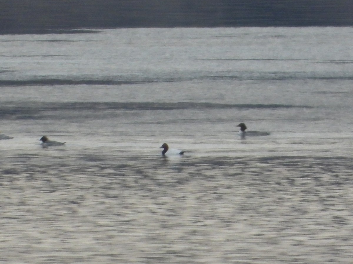 Canvasback - ML646862854