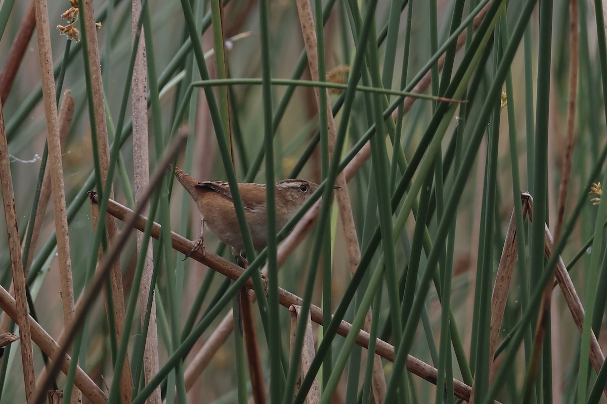 Marsh Wren - ML646862858