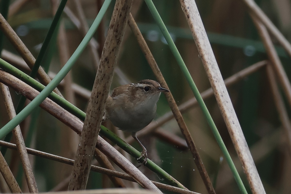 Marsh Wren - ML646862859