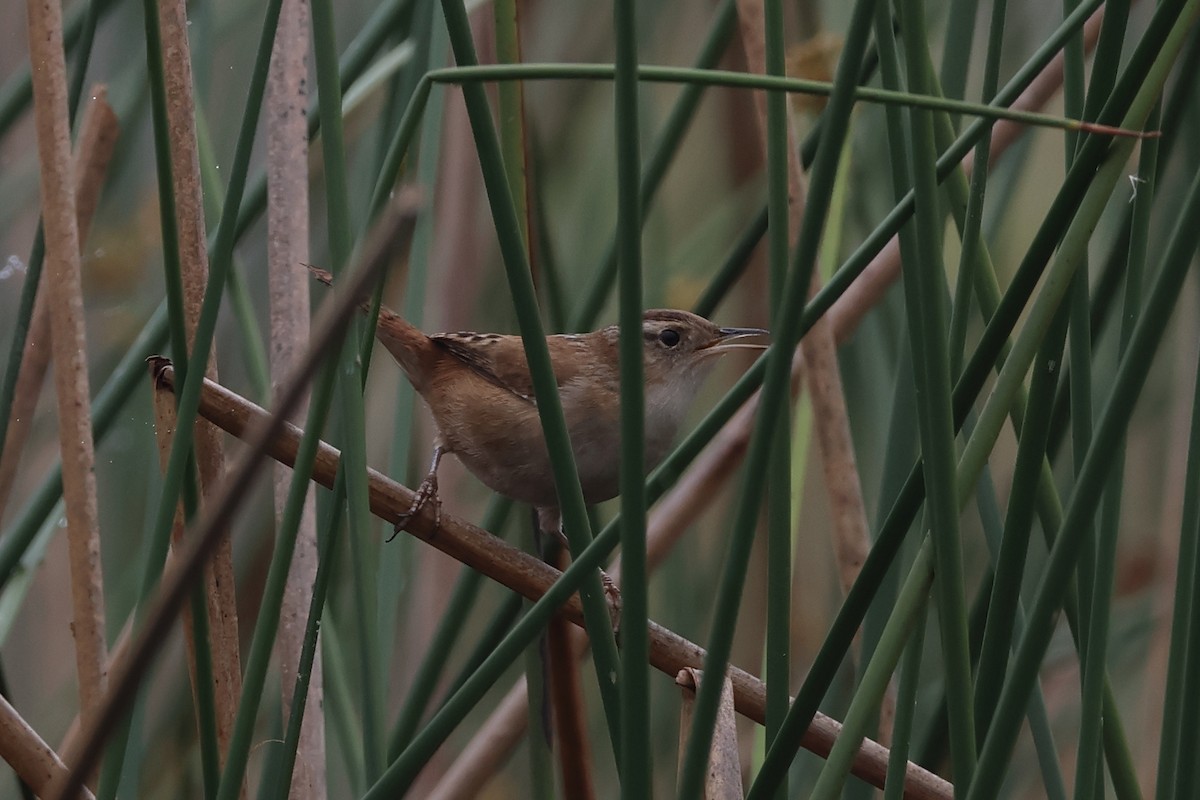 Marsh Wren - ML646862860