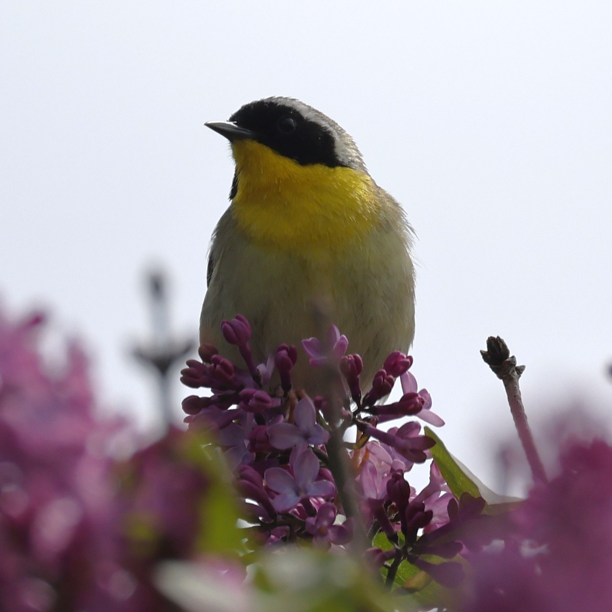 Common Yellowthroat - ML646862863