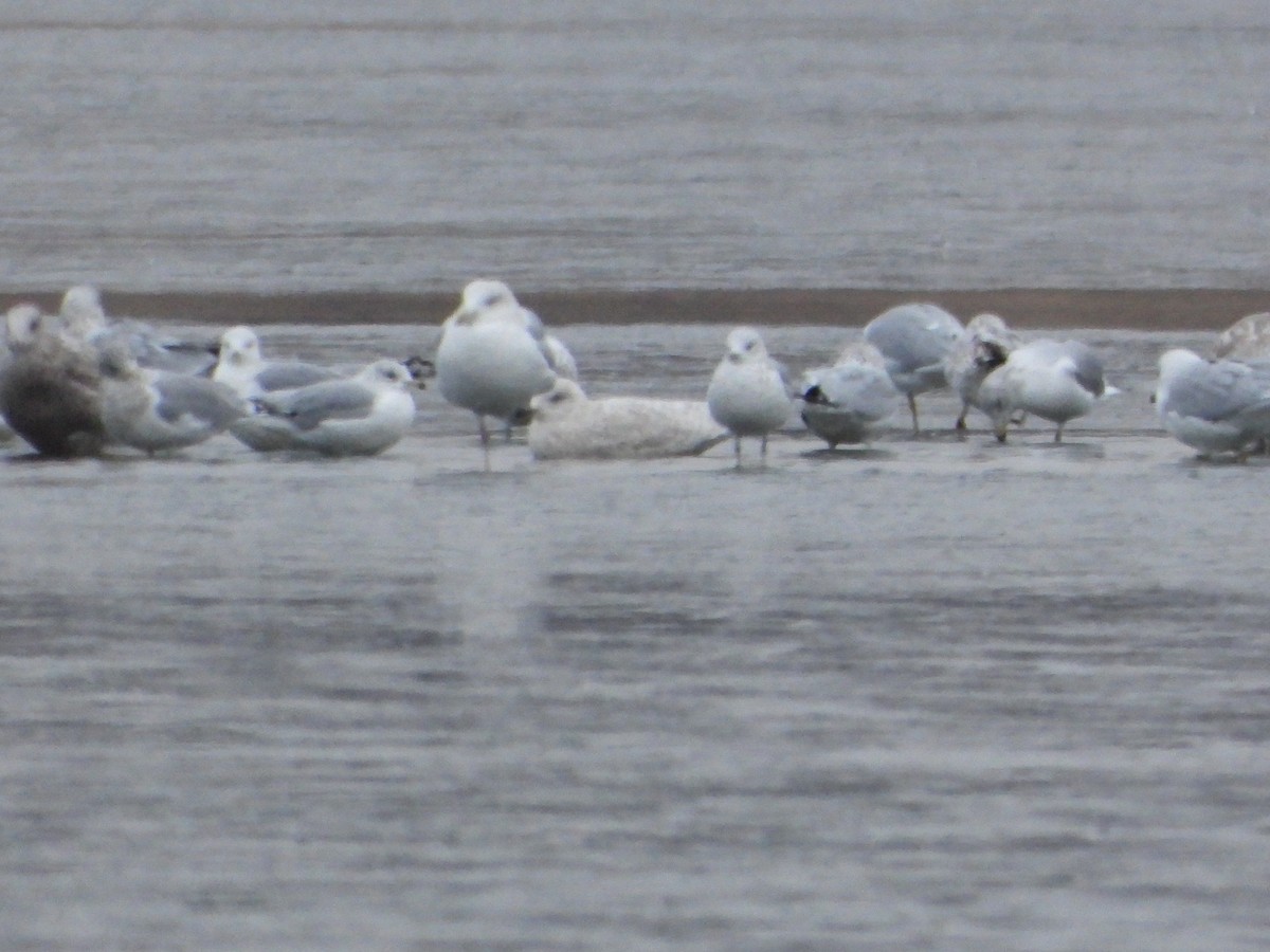 Iceland Gull - ML646862865