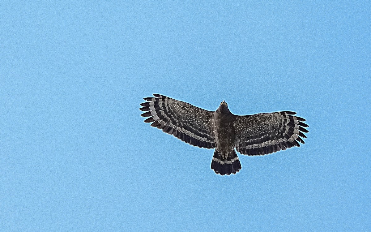 Crested Serpent-Eagle - ML646862869