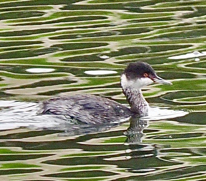 ミミカイツブリ - ML646862872