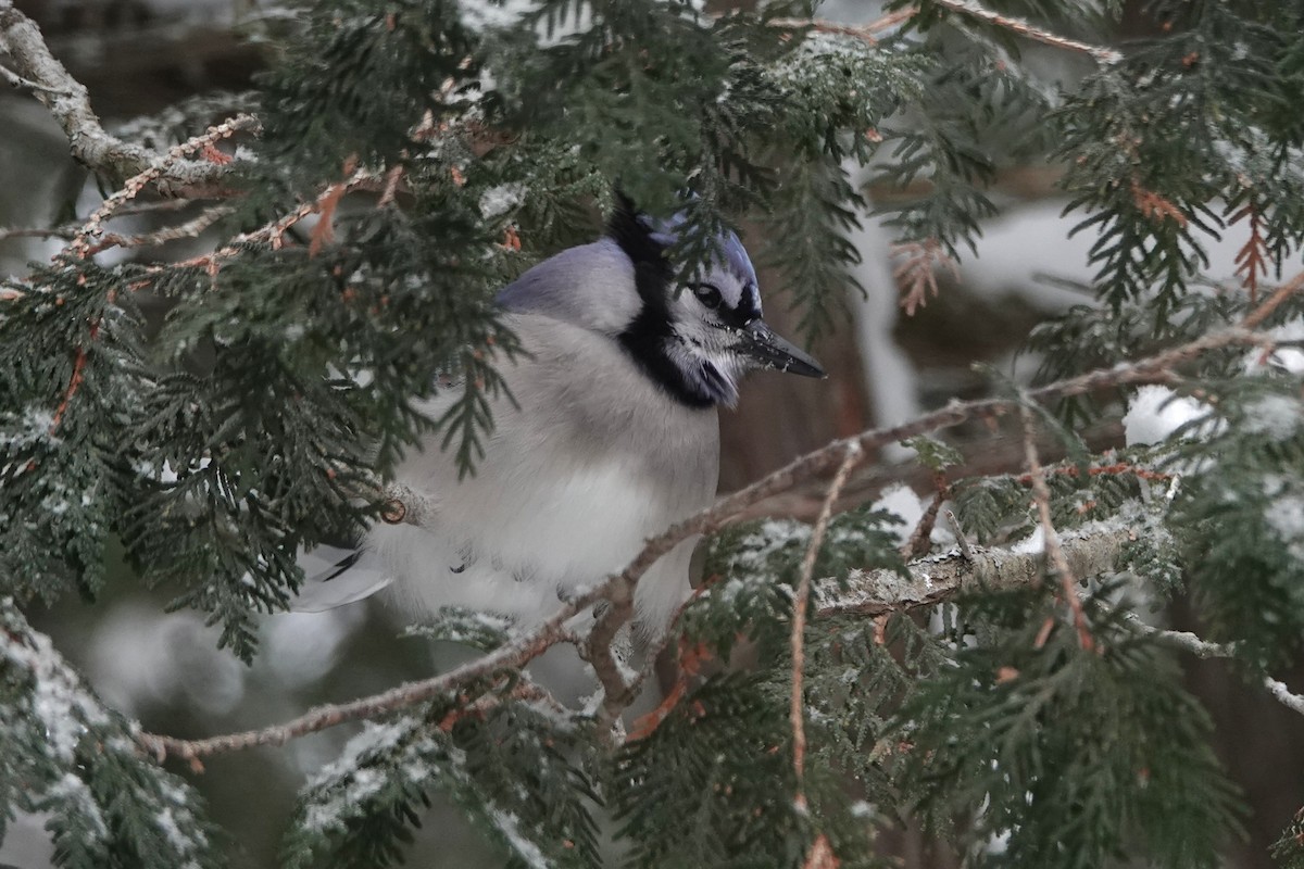 Blue Jay - ML646862873