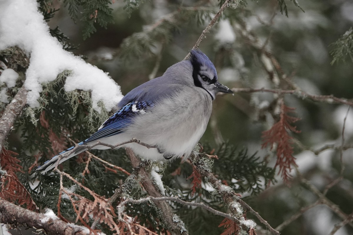 Blue Jay - ML646862874