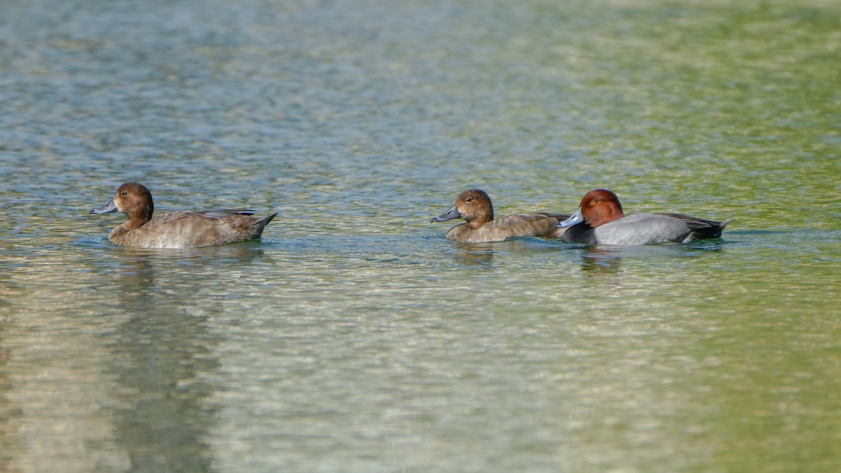 Redhead - ML646862876