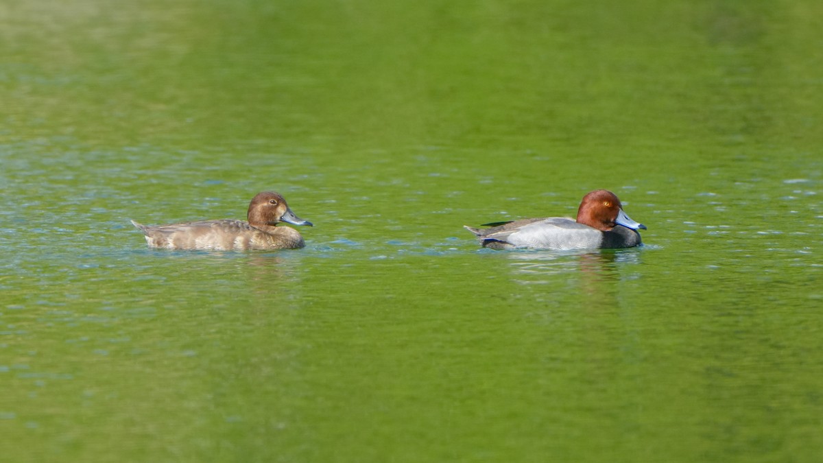 Redhead - ML646862879