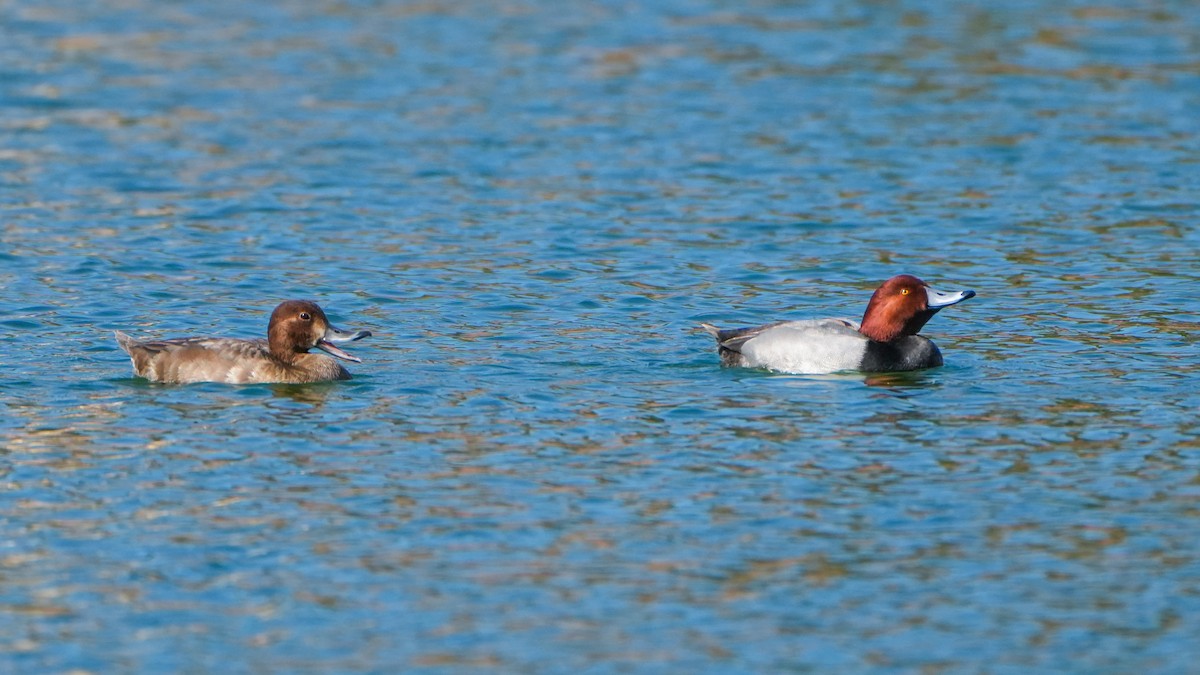 Redhead - ML646862880