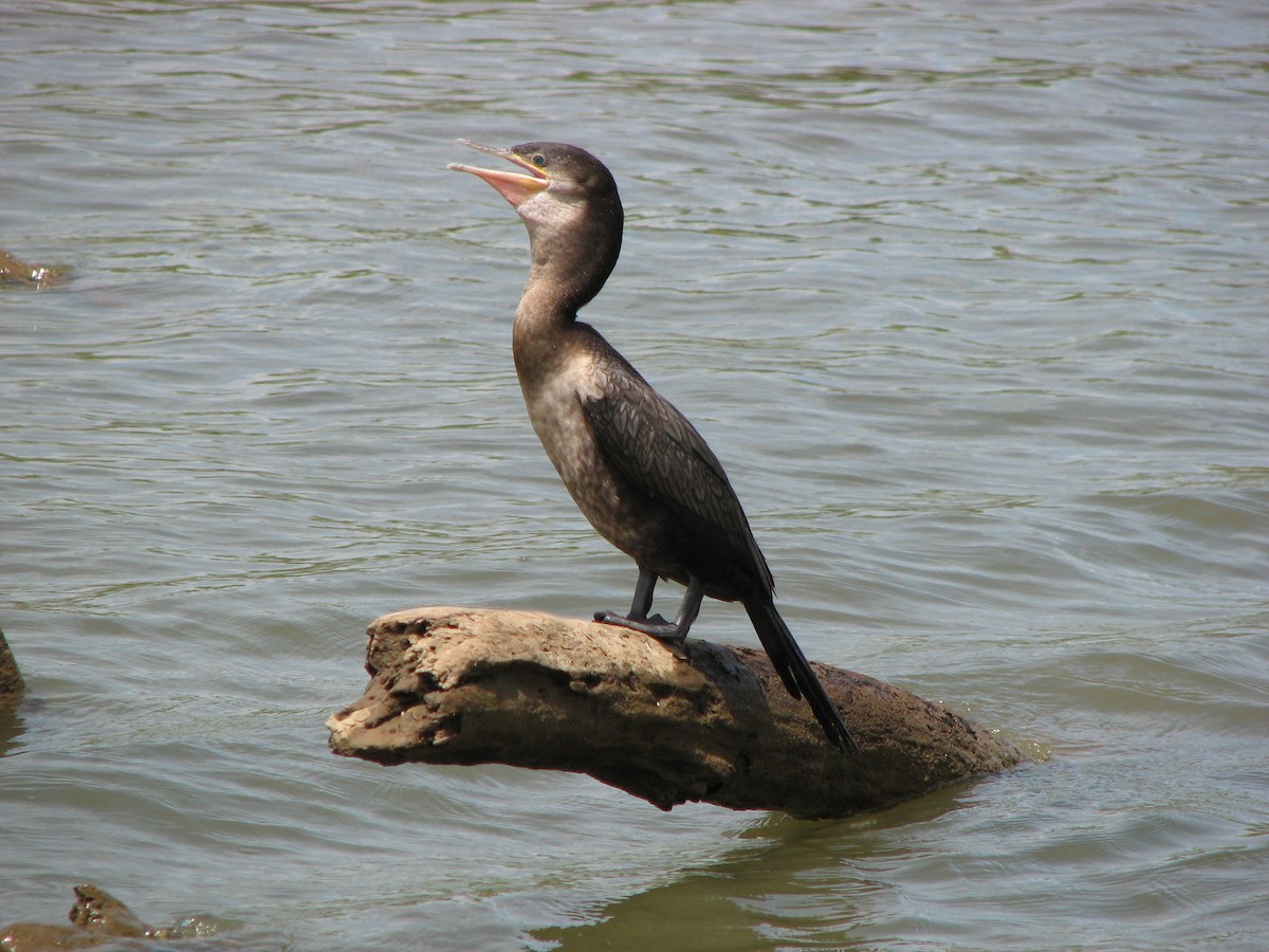Neotropic Cormorant - ML646862881