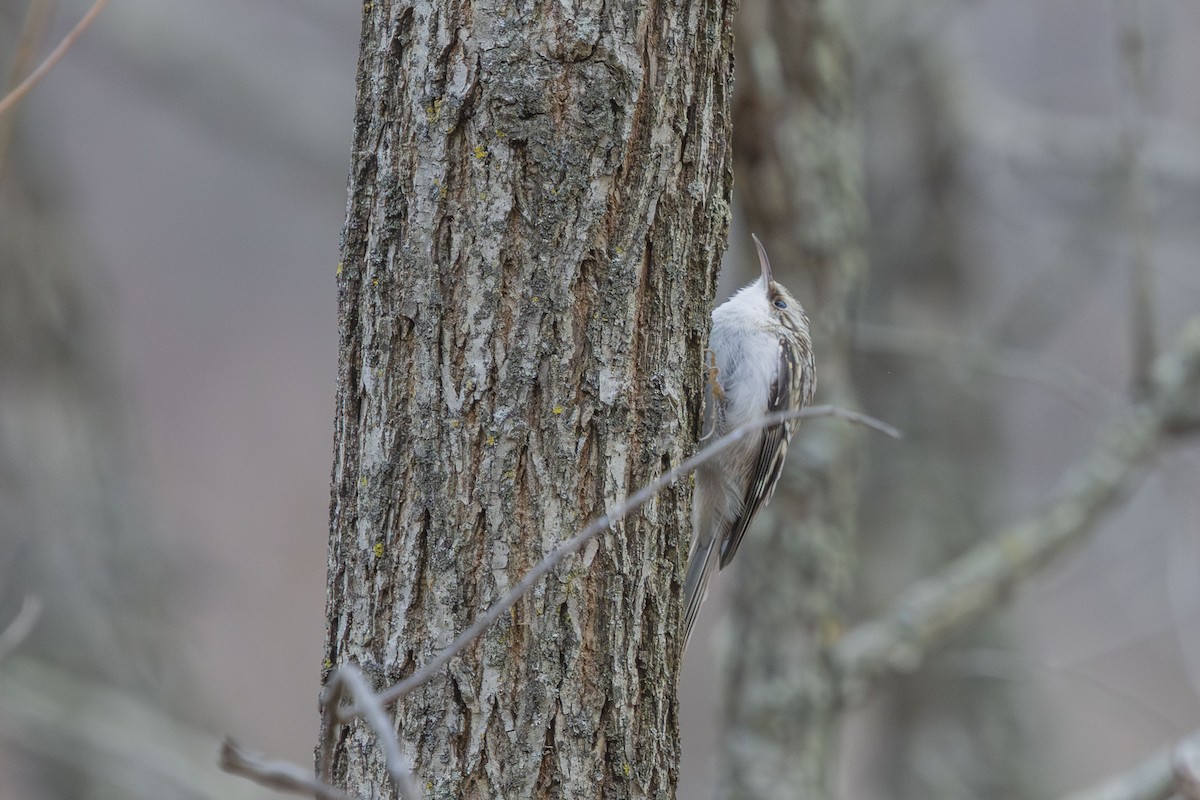 Підкоришник американський - ML646862882