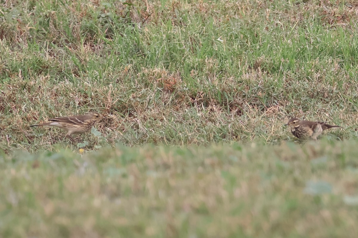 American Pipit - ML646862884