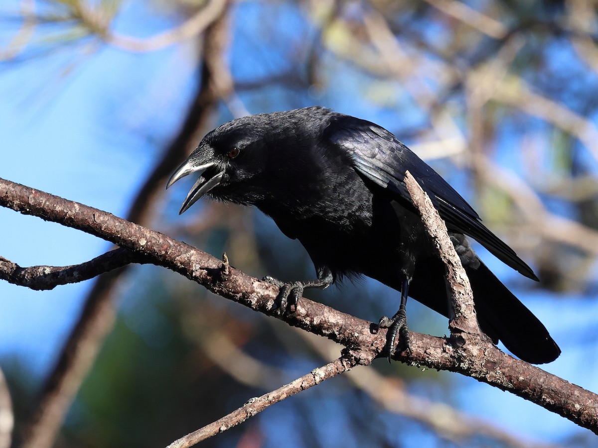 Cuervo Palmero de la Española - ML646862885