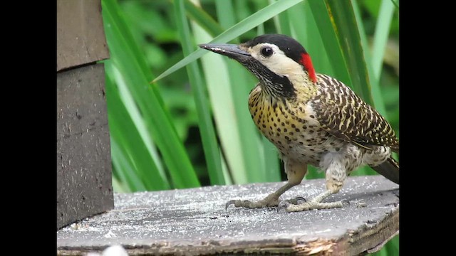 Черноусый дятел - ML646862886