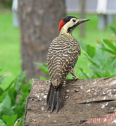 Grünbindenspecht - ML646862887