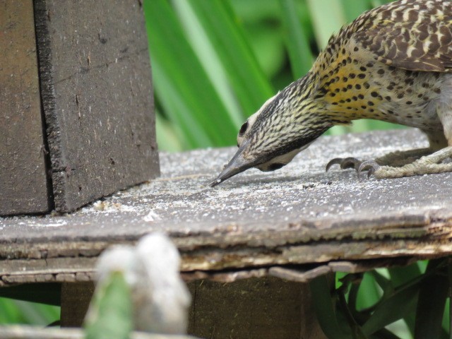 Grünbindenspecht - ML646862888