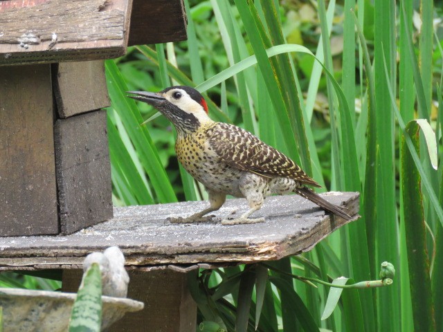 Grünbindenspecht - ML646862889