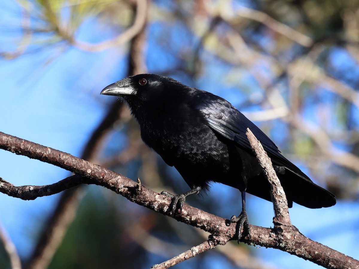 Cuervo Palmero de la Española - ML646862892