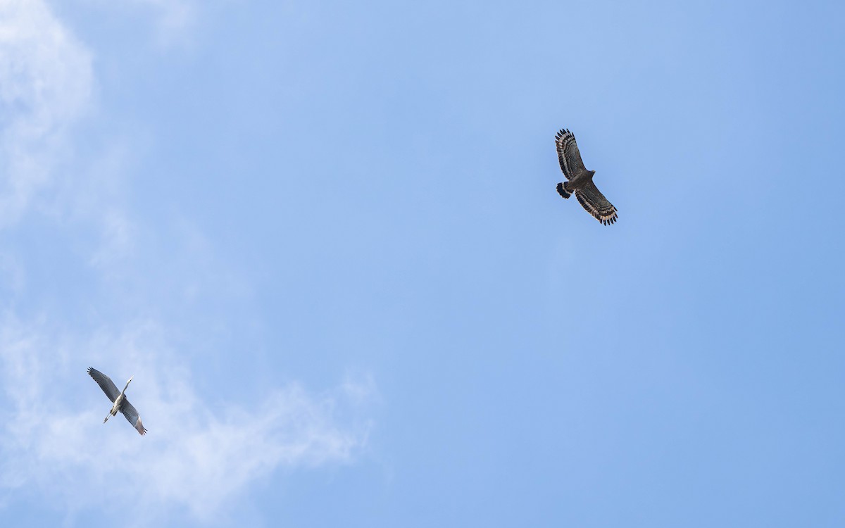 Crested Serpent-Eagle - ML646862894