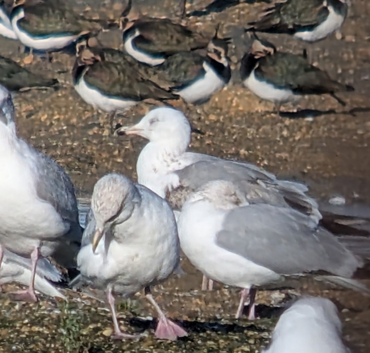 racek bělohlavý - ML646862895