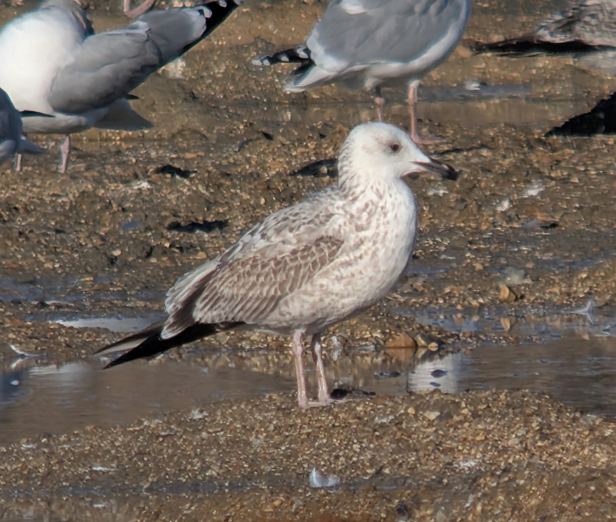 racek bělohlavý - ML646862896