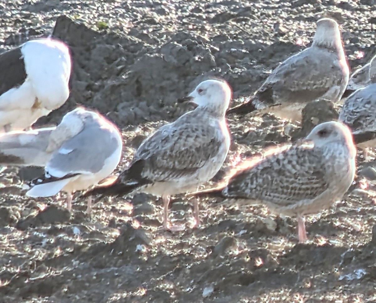 racek bělohlavý - ML646862897