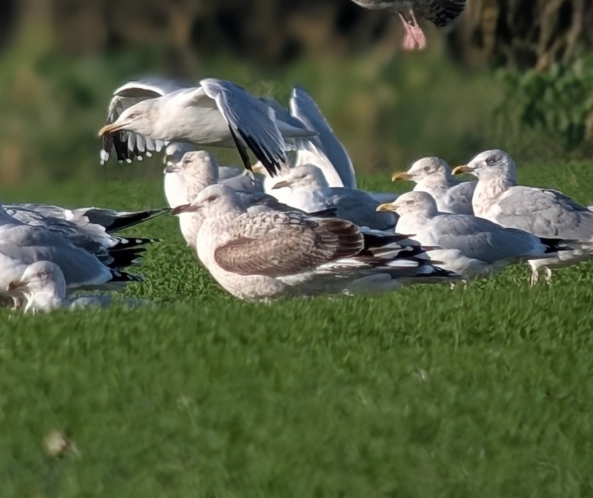 racek bělohlavý - ML646862898