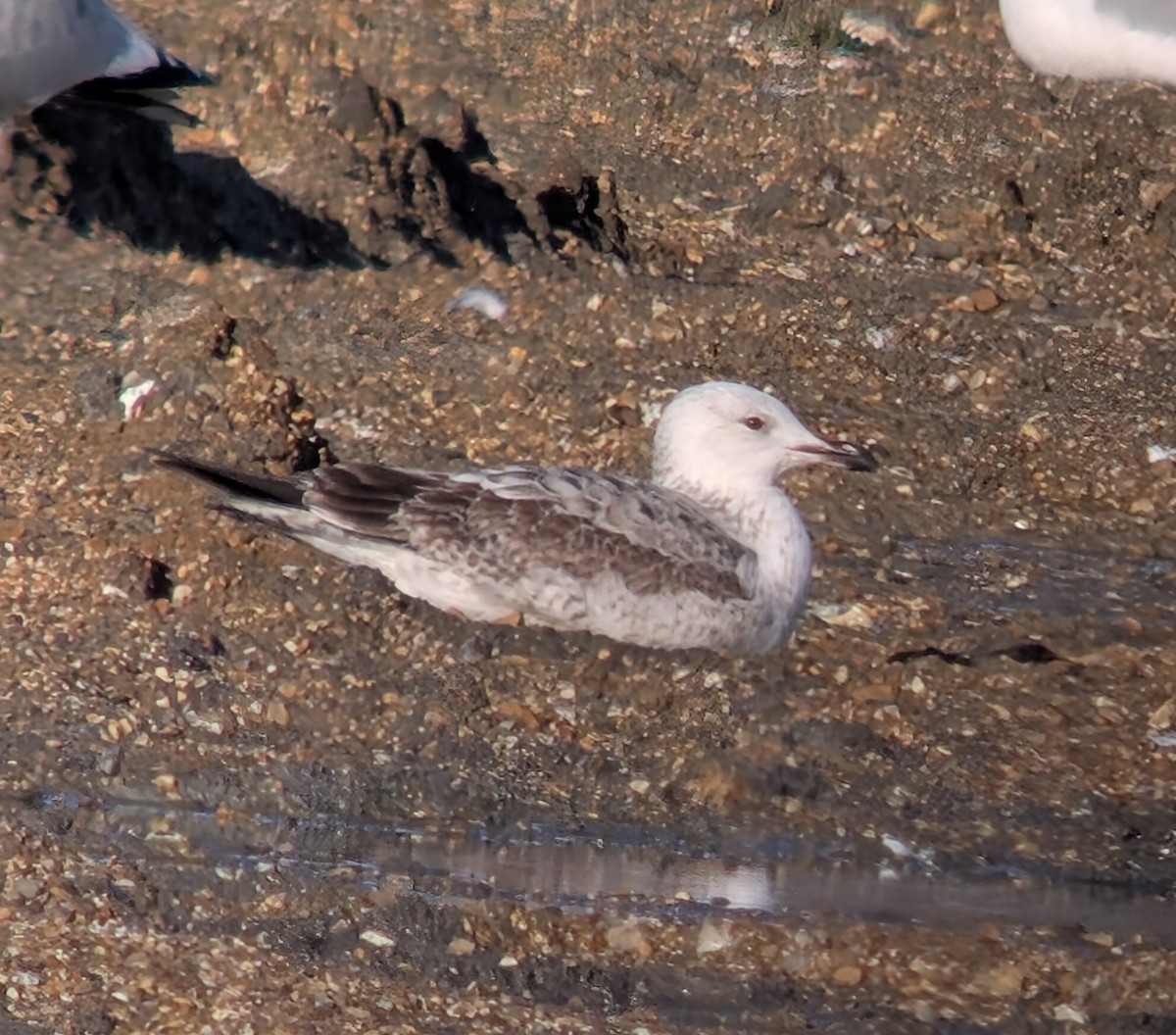 racek bělohlavý - ML646862899