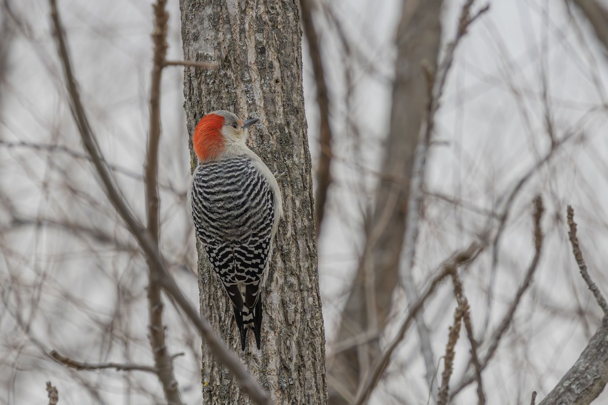 Гіла каролінська - ML646862903
