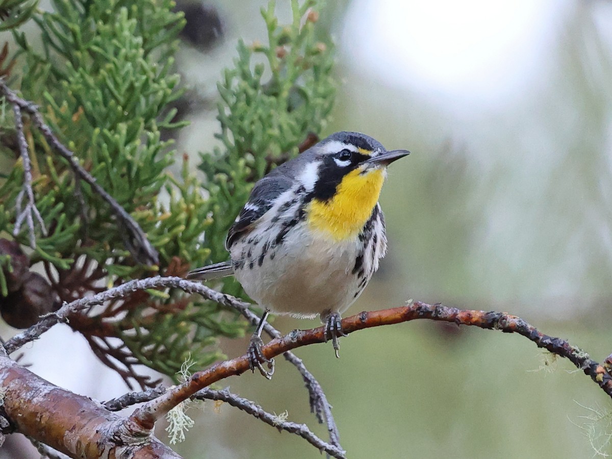 Reinita Gorjiamarilla - ML646862904