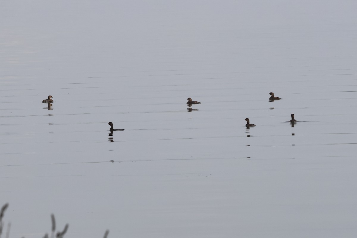 Pied-billed Grebe - ML646862906